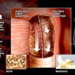 Images of 韓国ファイバー・プリムス - JapaneseClass.jp